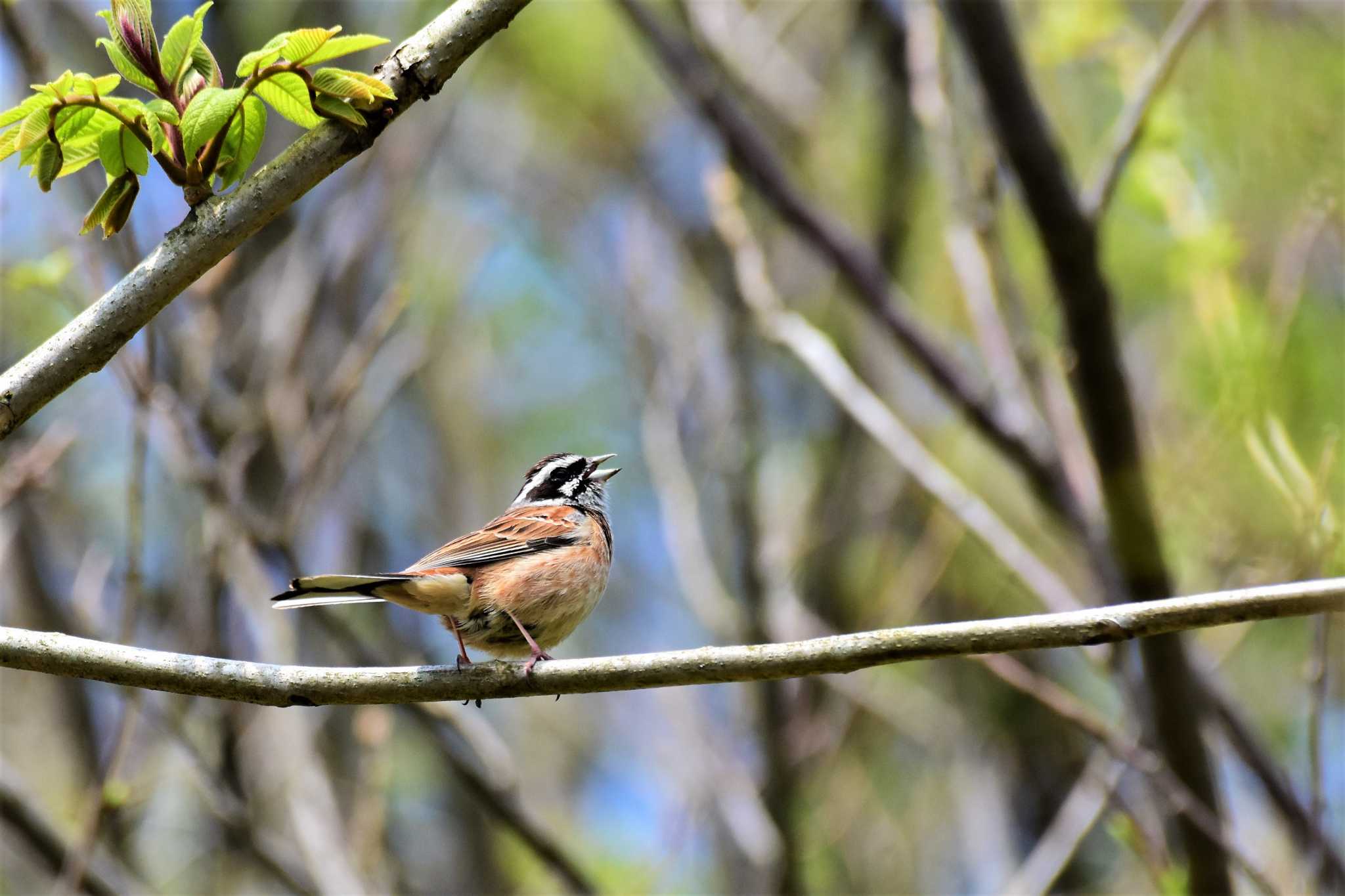 Photo of Meadow Bunting at 五位ダム(富山県高岡市) by Semal