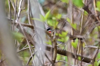 Siberian Rubythroat 五位ダム(富山県高岡市) Wed, 4/29/2020