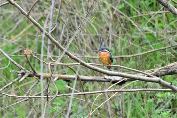 Common Kingfisher 五位ダム(富山県高岡市) Wed, 4/29/2020