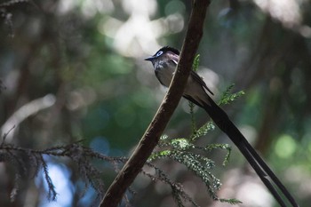 Black Paradise Flycatcher 兵庫県 Thu, 5/5/2016