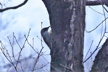 2020年4月7日(火) 若山ダム(石川県珠洲市)の野鳥観察記録