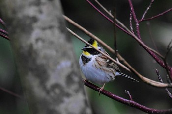 Yellow-throated Bunting 若山ダム(石川県珠洲市) Mon, 3/23/2020