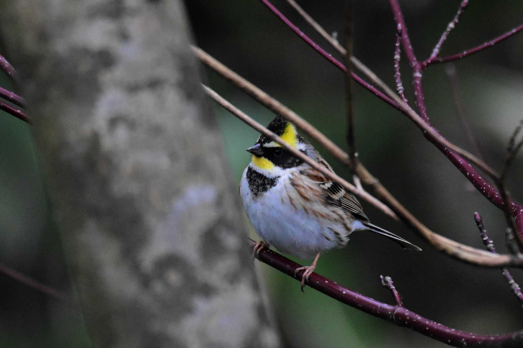 Photo of Yellow-throated Bunting at 若山ダム(石川県珠洲市) by Semal