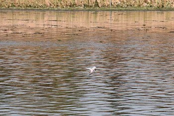 2016年5月5日(木) 谷津干潟の野鳥観察記録