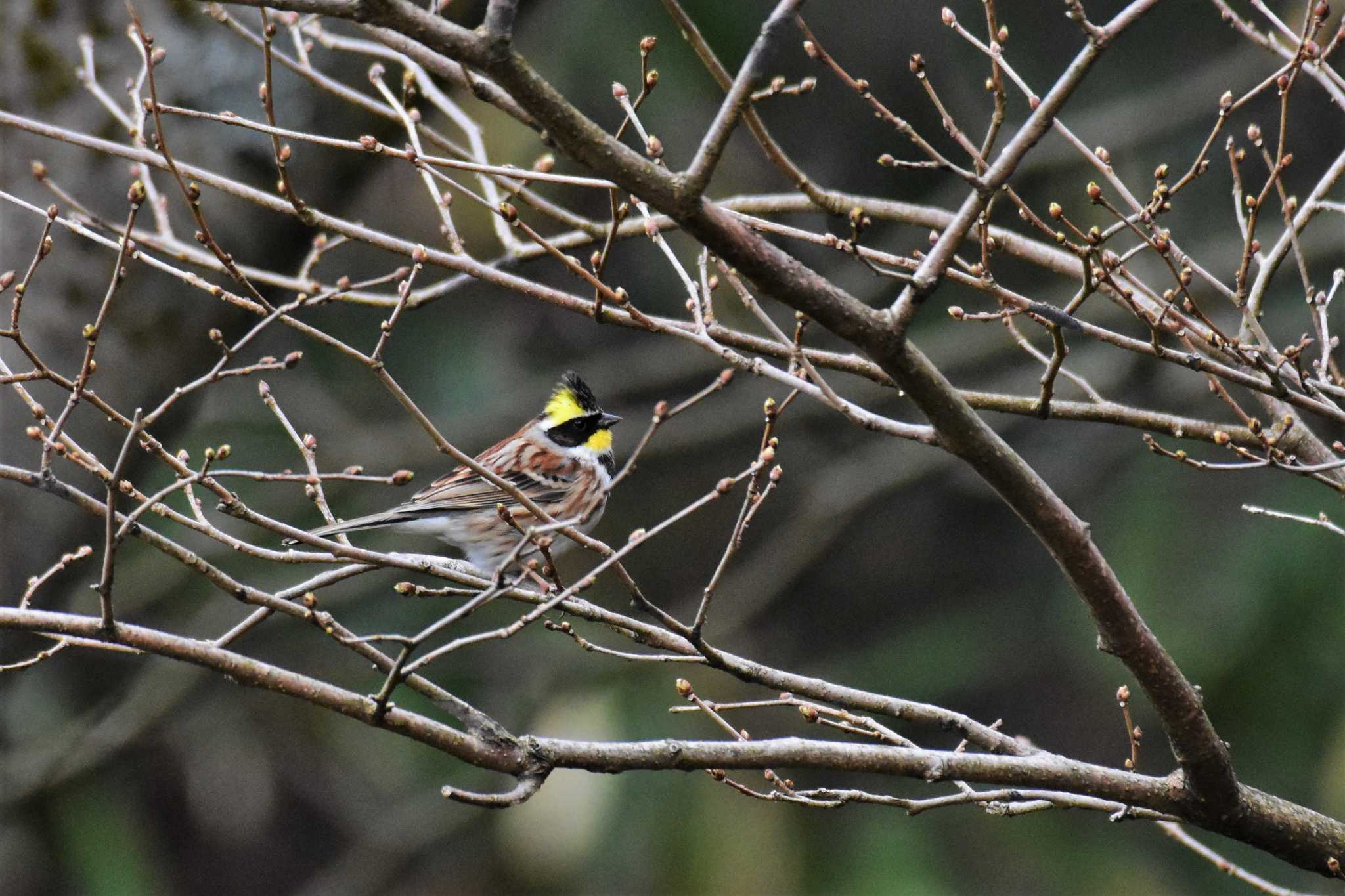 Photo of Yellow-throated Bunting at 若山ダム(石川県珠洲市) by Semal