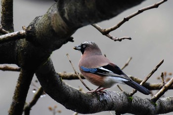 Eurasian Jay 牛岳（富山県富山市） Sun, 4/19/2020