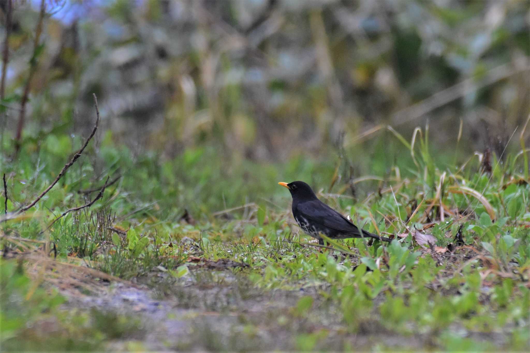 Photo of Japanese Thrush at 牛岳（富山県富山市） by Semal