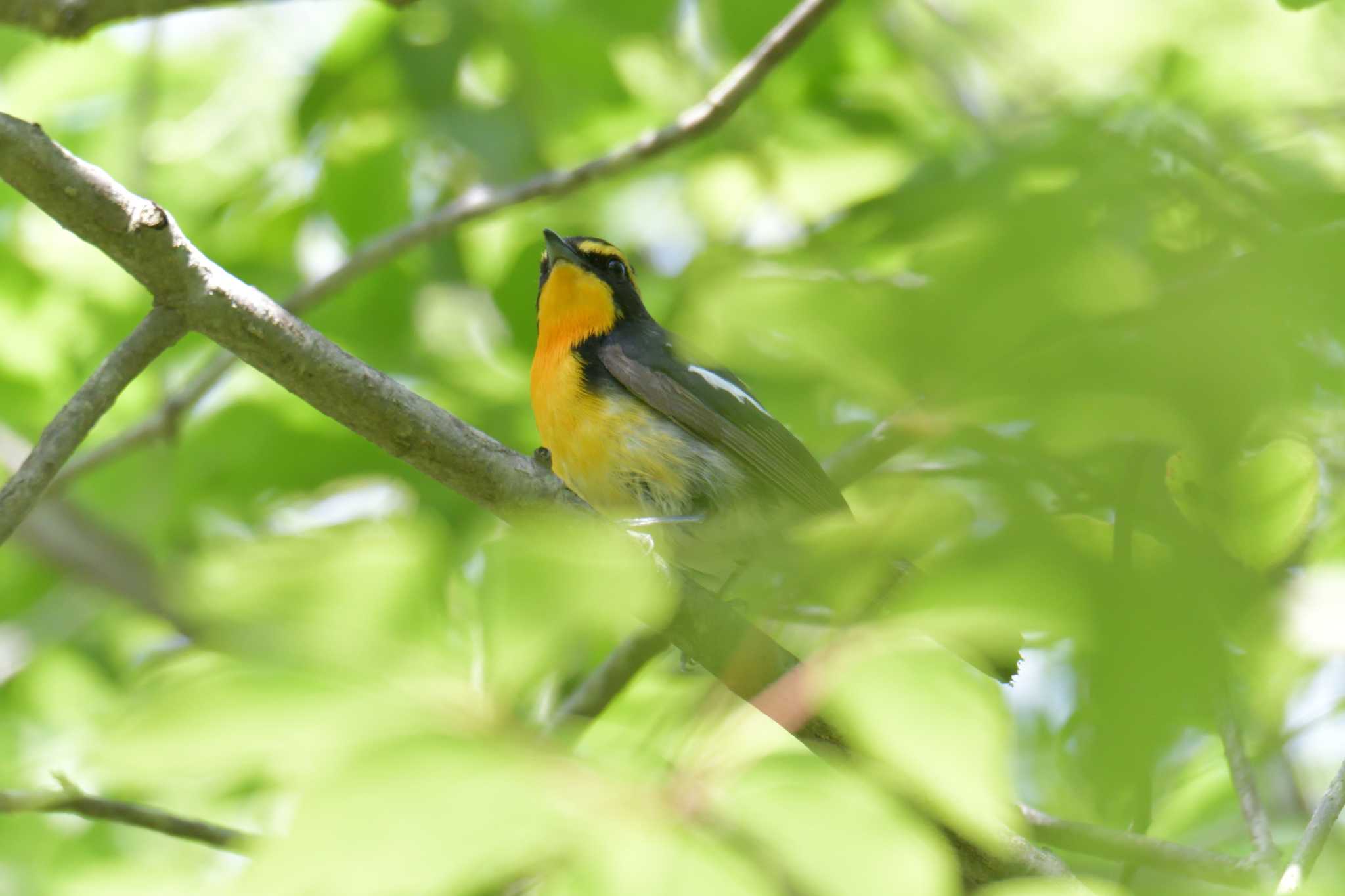 三重県上野森林公園 キビタキの写真 by masatsubo