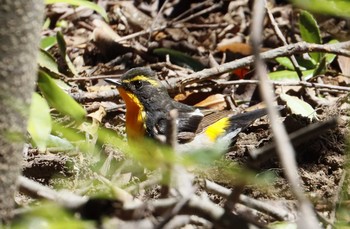 Narcissus Flycatcher 和歌山市 Thu, 7/2/2020