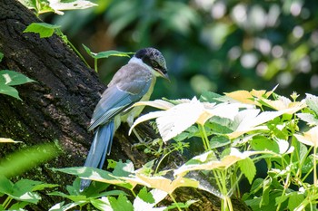 オナガ 藤が丘公園 2020年7月2日(木)