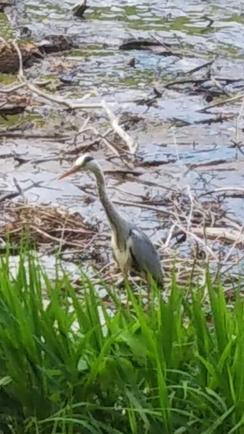 Grey Heron 六甲山 Thu, 7/2/2020