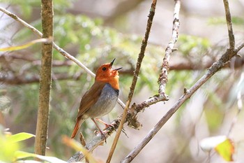 Japanese Robin Yanagisawa Pass Sun, 5/19/2019