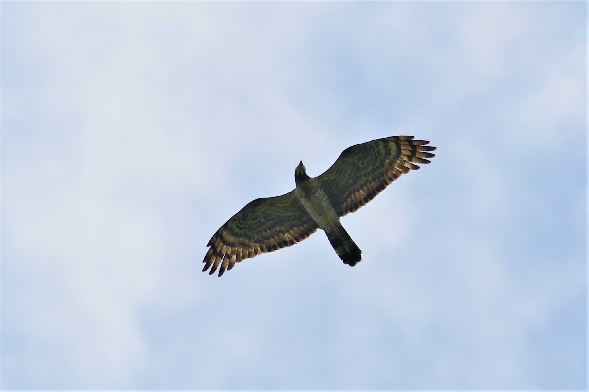 Photo of Crested Honey Buzzard at 若山ダム(石川県珠洲市) by Semal