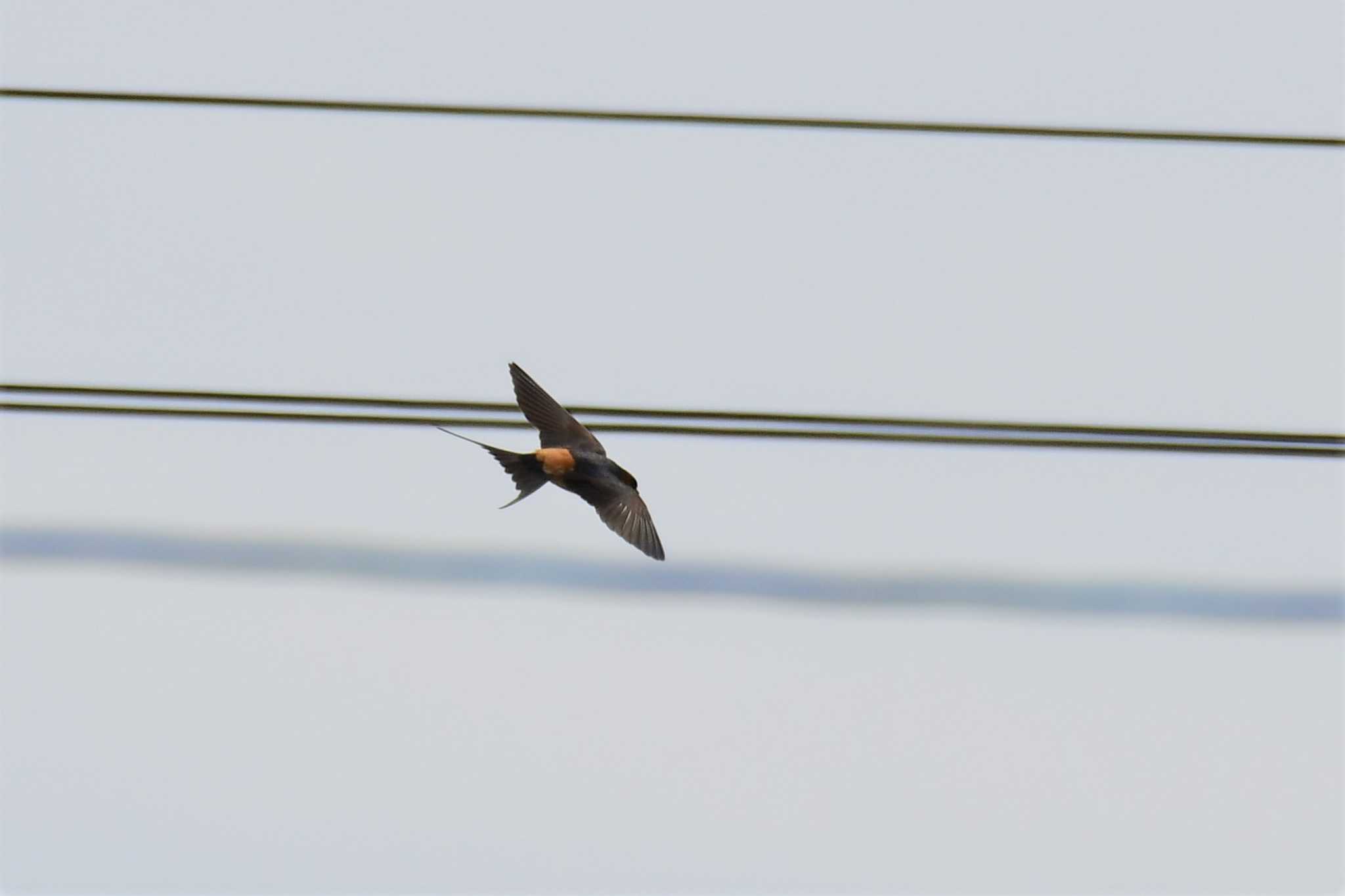 Photo of Red-rumped Swallow at 石川県珠洲市 by Semal