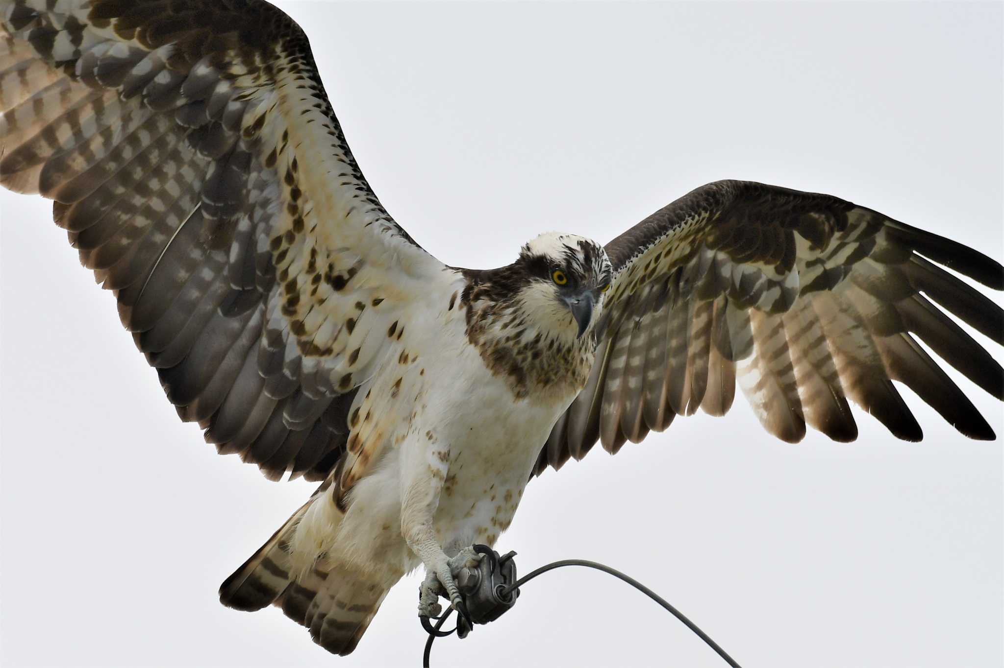 Photo of Osprey at 石川県珠洲市 by Semal