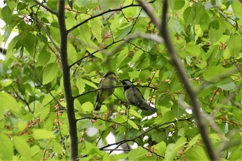 Japanese Tit 若山ダム(石川県珠洲市) Wed, 5/13/2020