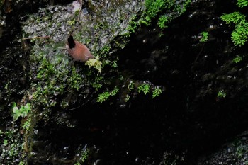 Eurasian Wren 石川県珠洲市 Tue, 5/12/2020