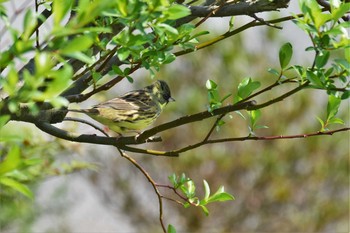 Masked Bunting 呉羽山 Fri, 4/17/2020