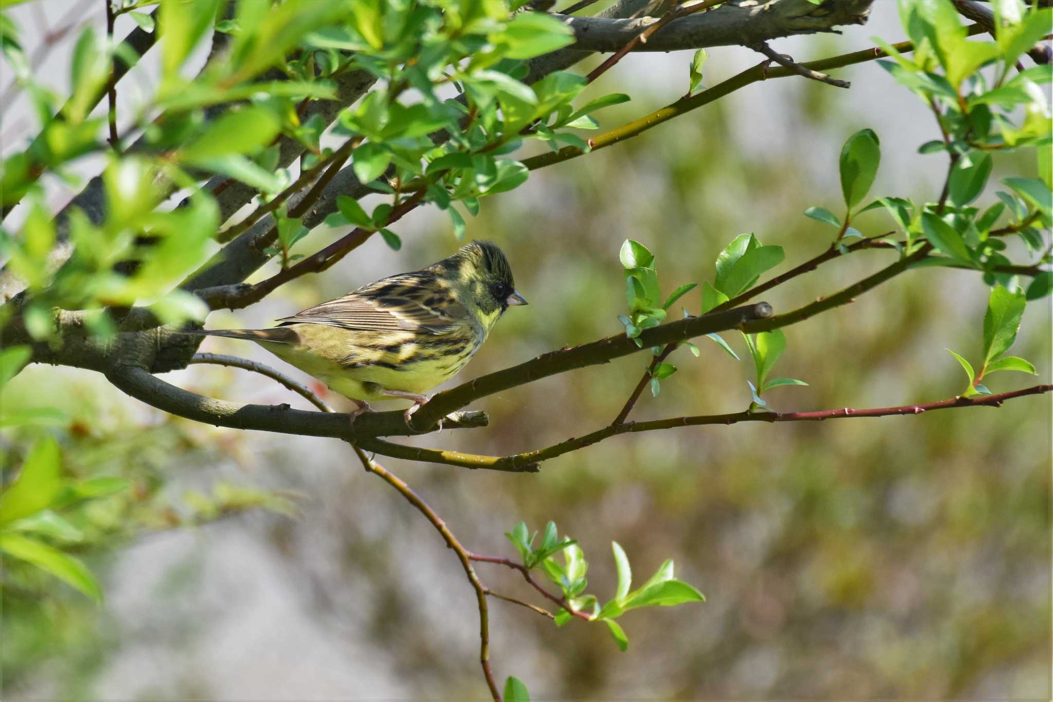 Photo of Masked Bunting at 呉羽山 by Semal