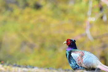 Green Pheasant 呉羽山 Fri, 4/17/2020