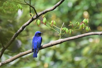 Blue-and-white Flycatcher 呉羽山 Fri, 4/17/2020