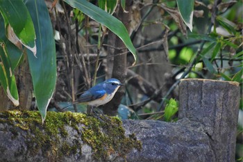 Red-flanked Bluetail 呉羽山 Fri, 4/17/2020