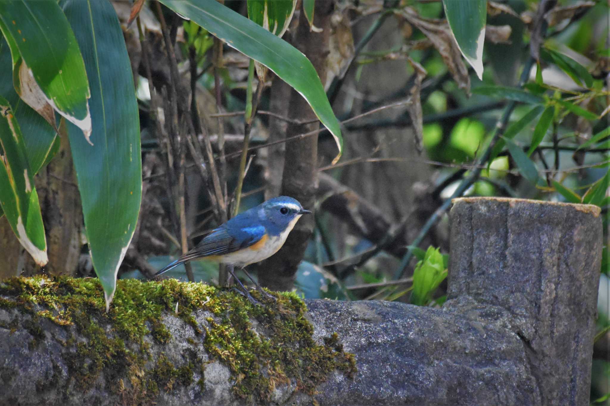 Red-flanked Bluetail