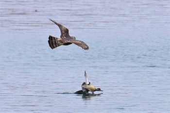 Eurasian Goshawk 古洞ダム(富山県富山市) Thu, 4/16/2020