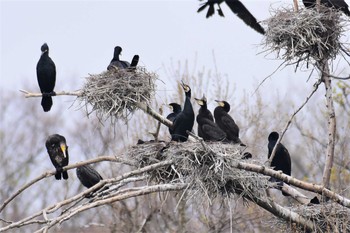 カワウ 古洞ダム(富山県富山市) 2020年4月16日(木)