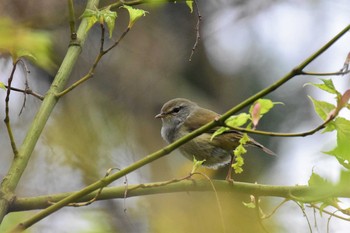 Japanese Bush Warbler 古洞ダム(富山県富山市) Thu, 4/16/2020