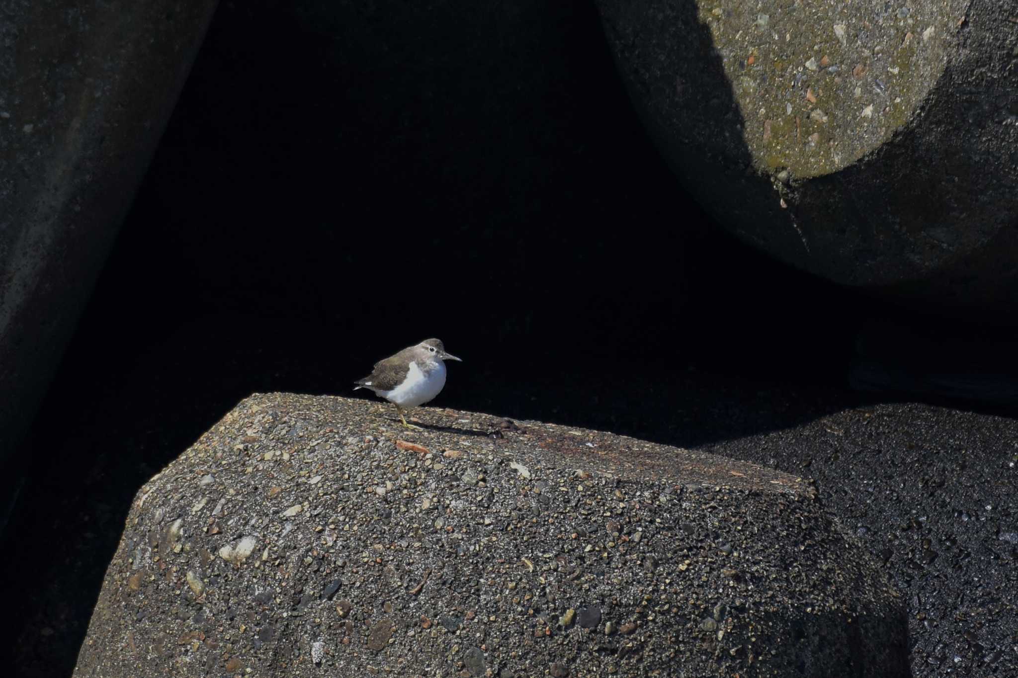 Photo of Common Sandpiper at 庄川河口（富山県射水市） by Semal