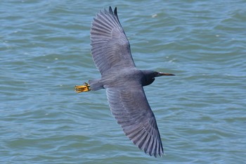 2020年4月14日(火) 庄川河口（富山県射水市）の野鳥観察記録