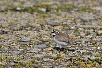 Little Ringed Plover 庄川河口（富山県射水市） Tue, 4/14/2020