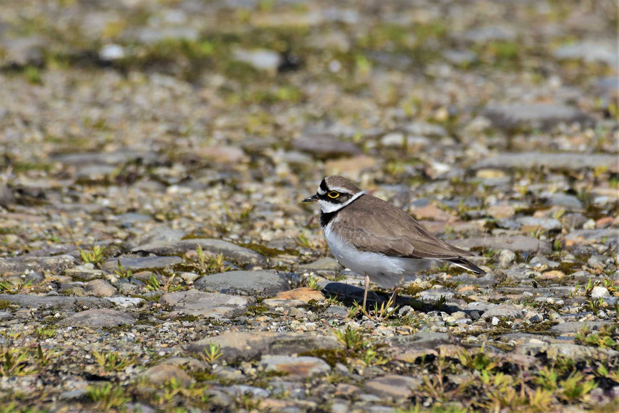 Photo of Little Ringed Plover at 庄川河口（富山県射水市） by Semal