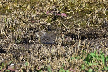 Grey-headed Lapwing 海王バードパーク Tue, 4/14/2020