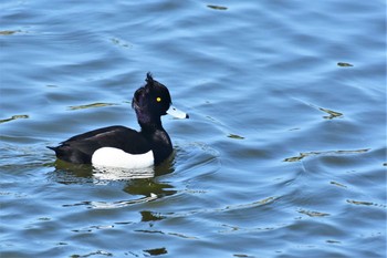 Tufted Duck 海王バードパーク Tue, 4/14/2020