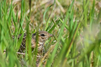 Eurasian Skylark 庄川河口（富山県射水市） Tue, 4/14/2020