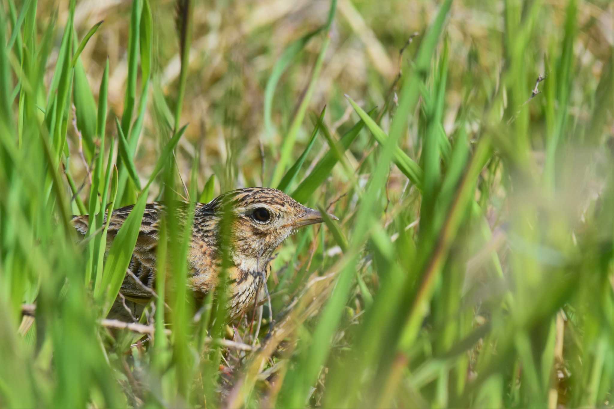 Photo of Eurasian Skylark at 庄川河口（富山県射水市） by Semal