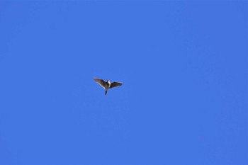 Eurasian Skylark 海王バードパーク Tue, 4/14/2020