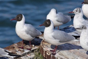 Black-headed Gull 海王バードパーク Tue, 4/14/2020