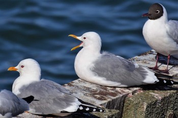 Tue, 4/14/2020 Birding report at 海王バードパーク