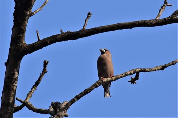 Hawfinch 五箇山（富山県南砺市） Wed, 4/8/2020