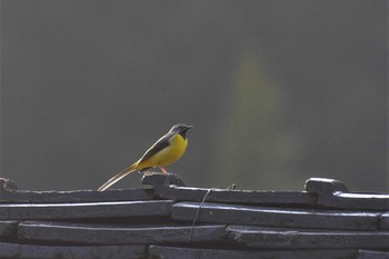 Grey Wagtail 五箇山（富山県南砺市） Wed, 4/8/2020