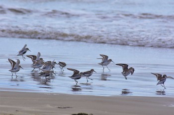 Dunlin 石川県志賀町 Mon, 4/6/2020