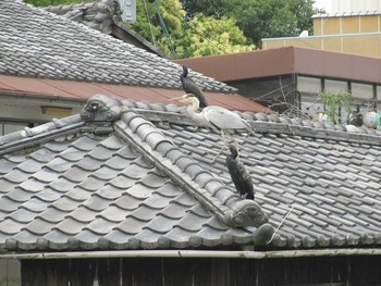 未同定 宇治 2020年7月2日(木)