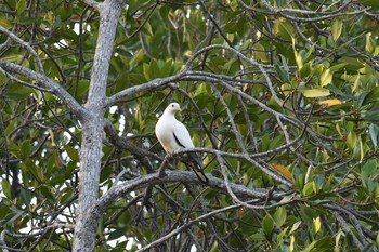 Torresian Imperial Pigeon Iron Range National Park Thu, 10/17/2019