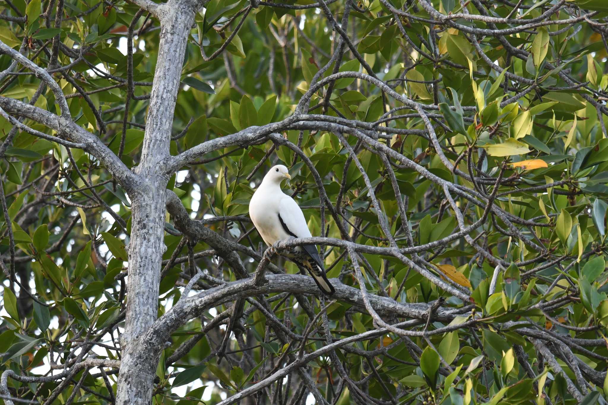 Photo of Torresian Imperial Pigeon at Iron Range National Park by あひる