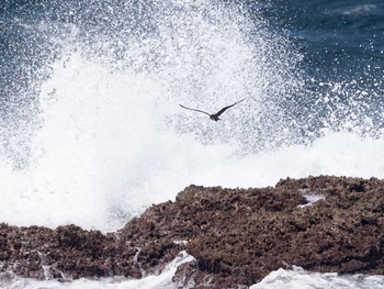 2020年7月2日(木) 城ヶ島の野鳥観察記録