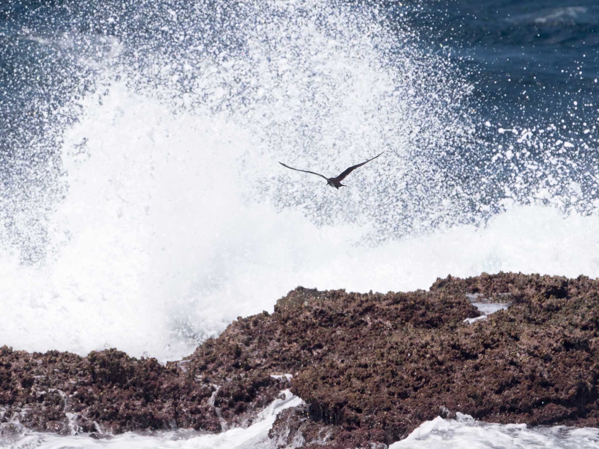 城ヶ島 セグロアジサシの写真 by ふなきち