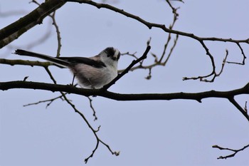 エナガ 富山県中央植物園 2020年4月2日(木)